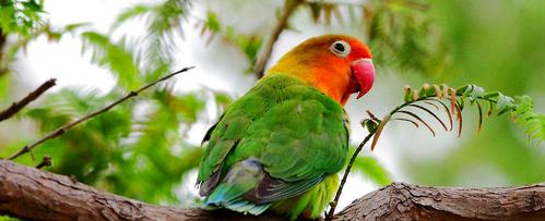 牡丹鹦鹉会说话吗|小宠品种-波奇网百科大全