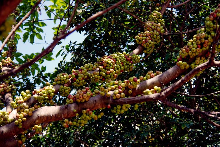 海南大果榕浑身长满瘤子的树