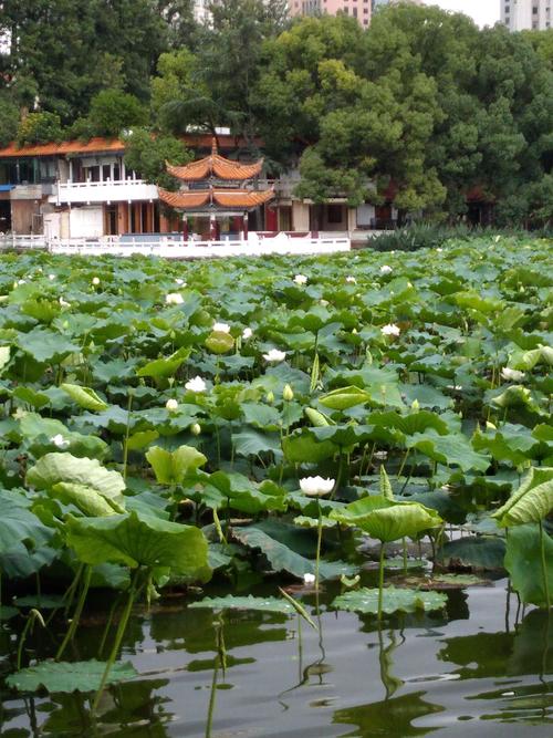 其它 昆明掠影 写美篇 (八)翠湖公园.