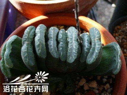 玉扇万象播种指南