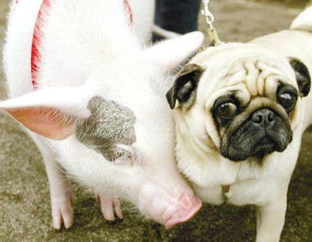 什么叫猪朋狗友,这种就是了!重庆8人消费1000多元后集体逃单