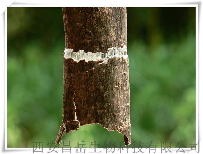 昌岳供应 杜仲(树皮)提取物10:1