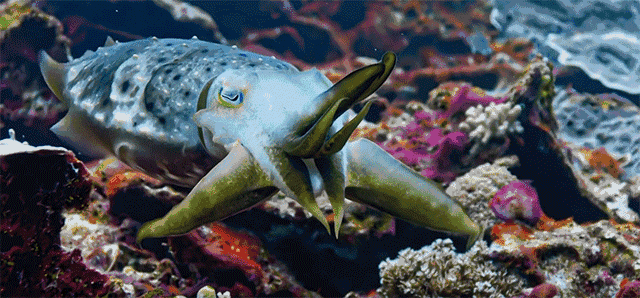 豆瓣史上最高评分!这部9.9分的纪录片,简直美出天际!