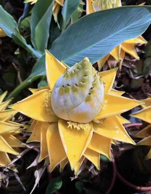 一种"佛教圣花",开花金灿灿,家里养一盆,漂亮又吉祥,养人又养心!