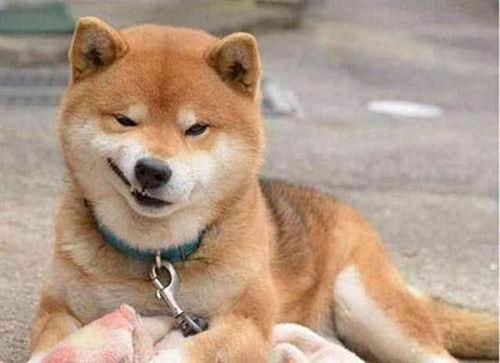 柴犬系男友=大暖男,开朗型