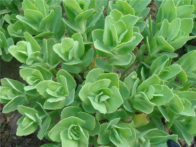 八宝景天-芳青花卉苗-红八宝景天