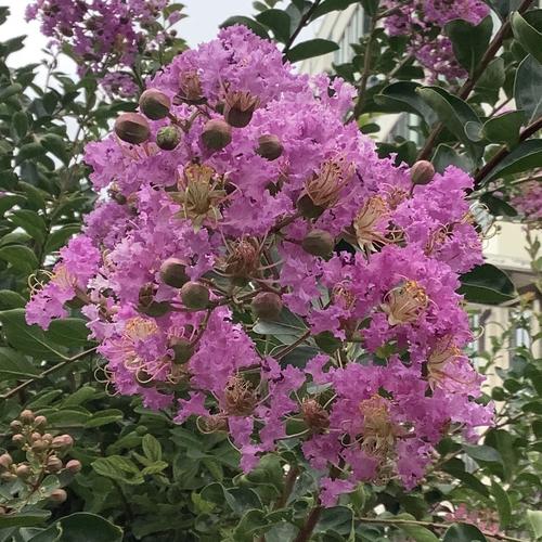 醉美晋城之:流星似火七月天 晋城市花紫薇开