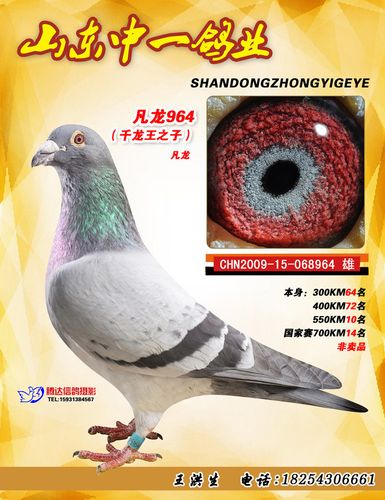 凡龙964_山东中一鸽业_ag188.com爱鸽商城_中国信鸽