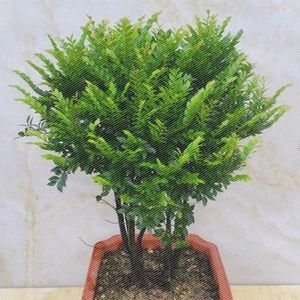 黑骨茶黑檀木盆景耐寒四季常青植物办公室水培绿植小叶檀香紫檀树