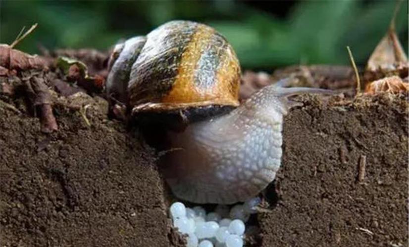 原创北京网友发现蜗牛从"嘴"里吐出蛋?一次产卵100-200个