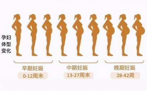 等 怀孕六个月之后,孕妈的肚子就会 非常明显,宝宝在子宫里"开拓疆土