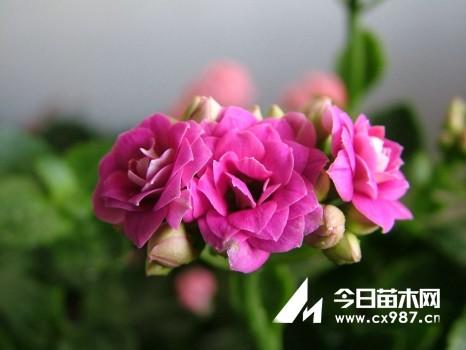 长寿花品种各色种类大全