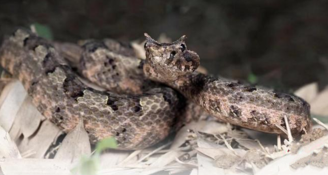 浙江温州首次出现"龙角"蛇,对人类有何好处?