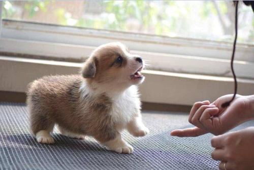 怎样训练柯基犬?小短腿该这样训练