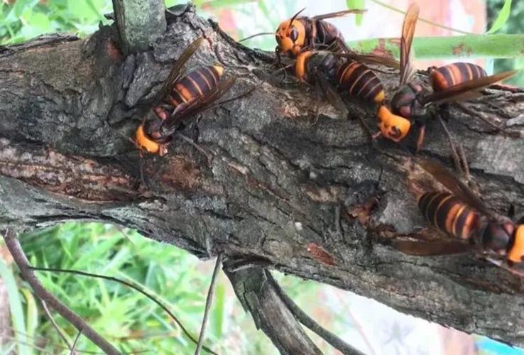 虎头蜂的名字由来据说还是因为虎头蜂本身的长相,因为它的身体布满了