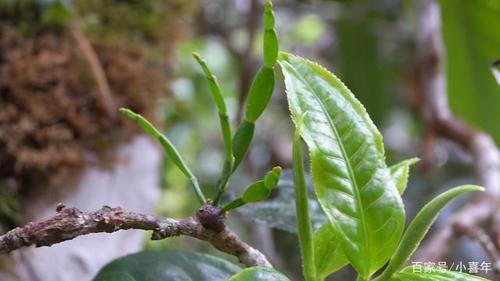小喜年-寄生在茶树上的植物——"螃蟹脚"