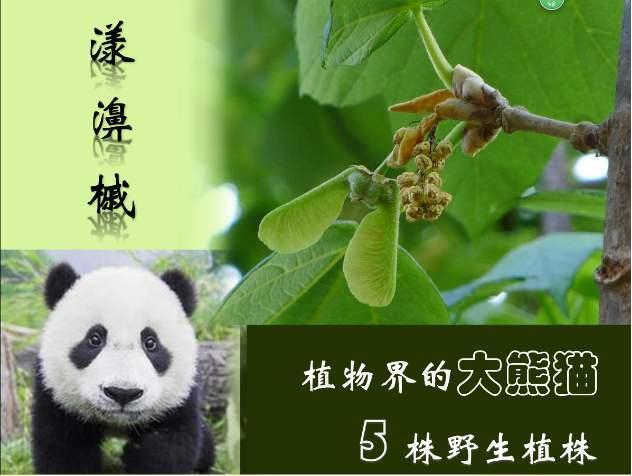 全世界最濒危的植物没有之一,它在野外仅剩5株!