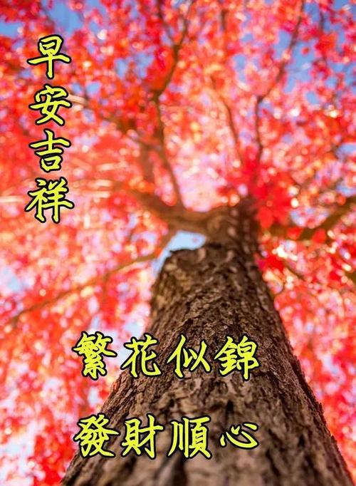 早安,周四早安表情包,送你一朵玫瑰花,祝你天天好心情