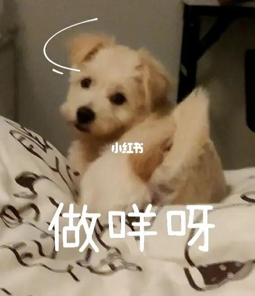 小狗表情包_狗狗_表情包_素材_表情包