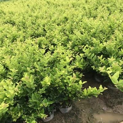 苗圃长期批发地被植物 金森女贞小苗园林 绿化苗木 量大从优