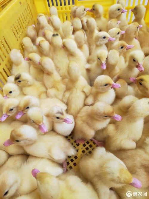 白番鸭苗白西洋鸭苗出壳苗注射疫苗