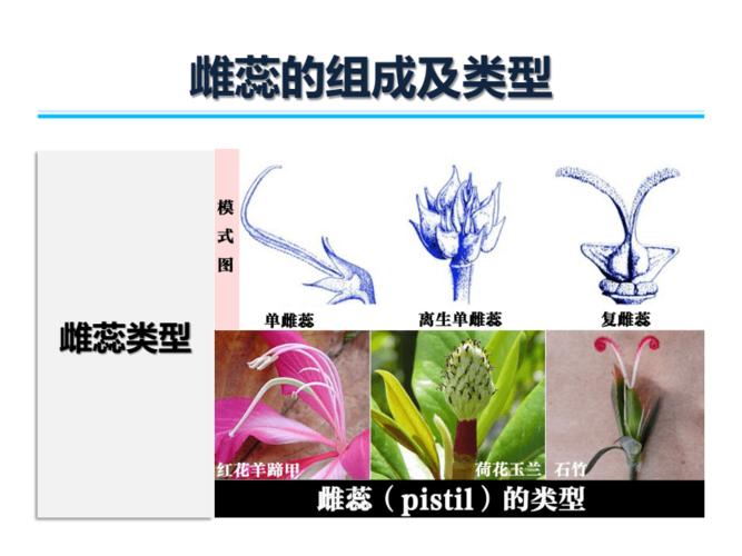4-5雌蕊的组成及类型.pdf 6页