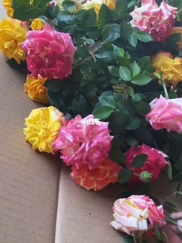 藤彩虹 藤本月季_月季_鲜花_庭院_阳台_点缀生活的鲜花_家居家装_家居