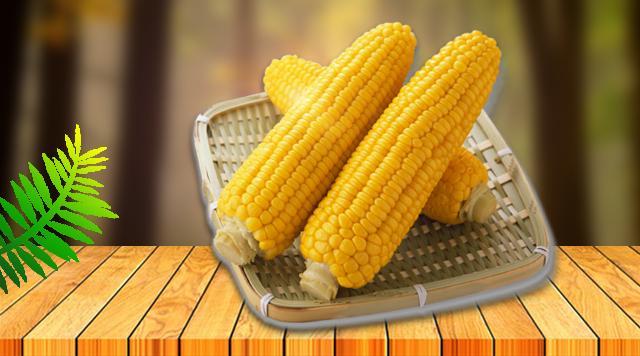 美国农业部出口销售报告前瞻:玉米净销售量预计为90到