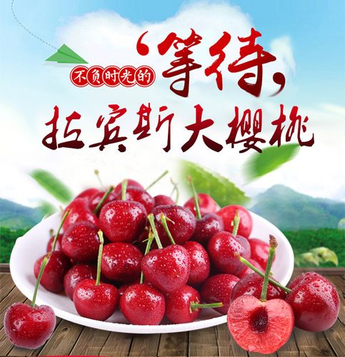 现货现摘现发山东烟台新鲜樱桃拉宾斯空运包邮 晨摘樱桃水果