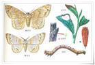  p>油桐尺蠖,又名大尺蠖,桉尺蠖,量步虫, i>buzura suppressaria /i>