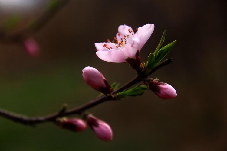 桃花红了