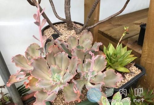 多肉花剑剪不剪,要区别对待