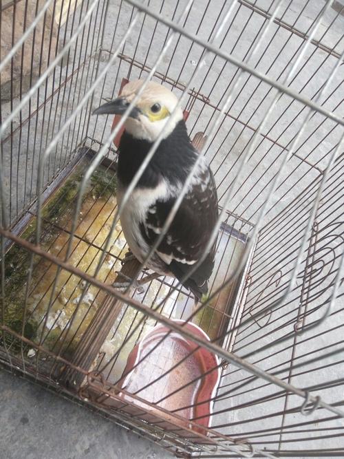 这个才是花八哥幼鸟