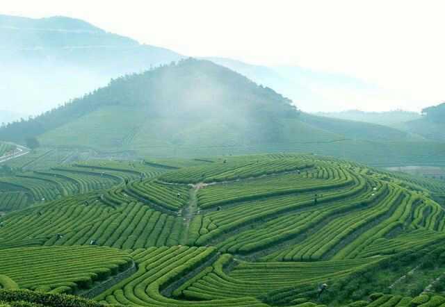 江山绿牡丹茶