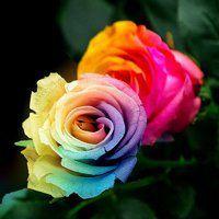 玫瑰花头像图片大全