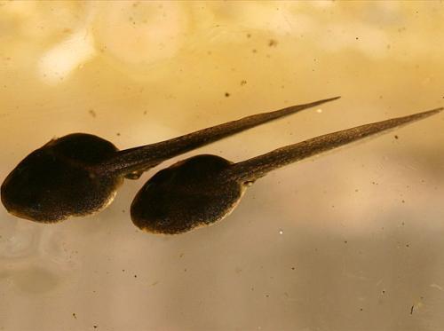 小蝌蚪吃什么食物