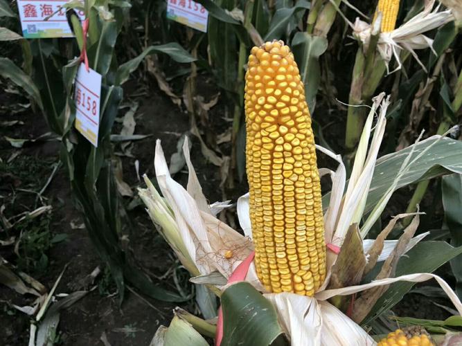 九圣禾种业玉米品种简介