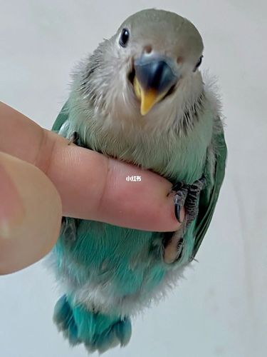 我的绿金顶长大了,明天再接蓝银和紫罗兰_鹦鹉_牡丹_玄凤_牡丹鹦鹉