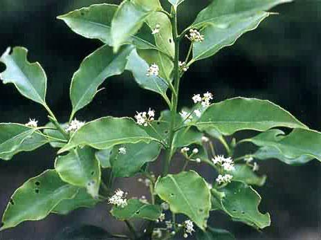 大叶冬青的育苗与栽培