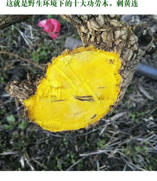 贵州深山十大功劳土500g黄莲刺黄连土黄柏中材小三颗针土黄连100克