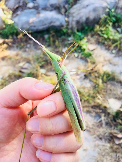 捉蚂蚱(王倞懿)