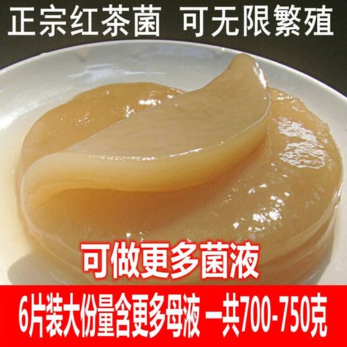 红茶菌/红茶菌菌种/海宝/胃宝/醋蛾子/种苗//说明书 培养红茶菌专用