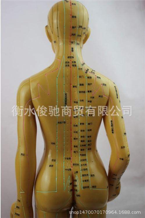 人体经络穴位模型刻字按摩清晰全身十二经络中医针灸教学男女大号