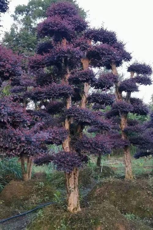 湖北造型红继木桩红花继木园林绿化红继木桩批发规格齐全