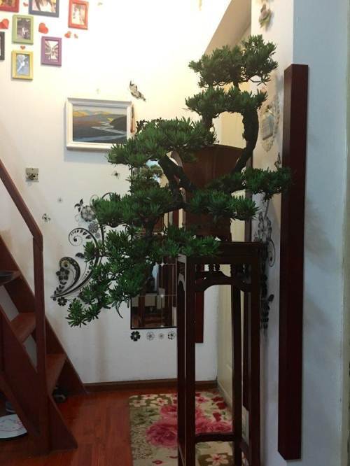 转让自家罗汉松悬崖式