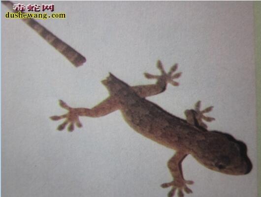 【壁虎的尾巴有什么用】