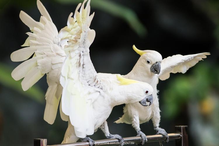 白鹦鹉