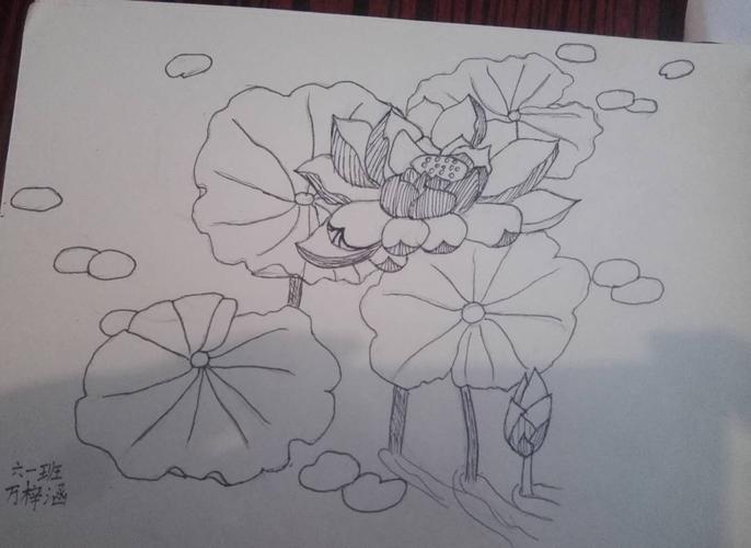 线描画荷花