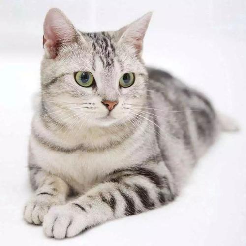 萌萌温润猫咪美国短毛猫:和我一起玩耍吧!