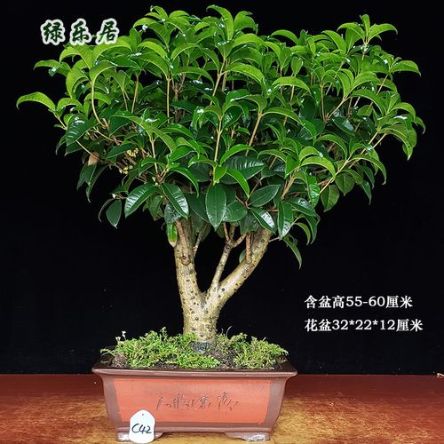 四季绿乐原生桂花树桩盆景香型盆栽绿植